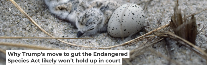 Piping plovers lay their eggs on the ground. They became an endangered species as development encroached on their habitat and made it harder for their chicks to survive. Under the Same Moon/Flickr, CC BY